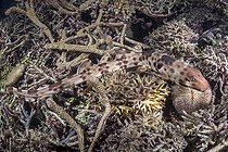 Biosphoto | 2453235 | Halmahera Epaulette Shark, Hemiscyllium halmahera. Aka Halmahera walking shark. A species of bamboo shark known from Ternate and Halmahera Islands in the Moluccas Archipelago in Indonesia. | &copy; Andy Murch / Biosphoto