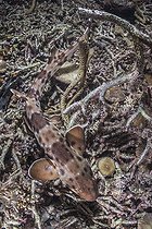 Biosphoto | 2453236 | Halmahera Epaulette Shark, Hemiscyllium halmahera. Aka Halmahera walking shark. A species of bamboo shark known from Ternate and Halmahera Islands in the Moluccas Archipelago in Indonesia. | &copy; Andy Murch / Biosphoto