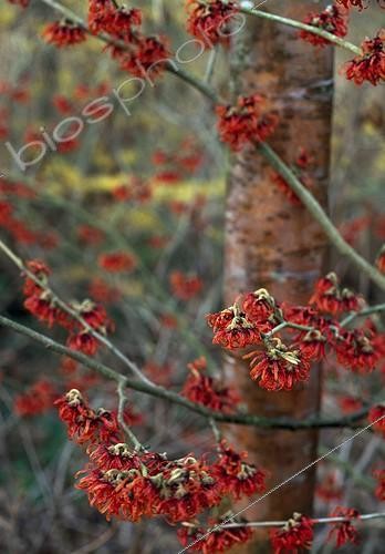 Biosphoto | 1183322 | Hamamelis 'Diane' in bloom in a garden | &copy; Gilles Le Scanff & Joëlle-Caroline Mayer / Biosphoto