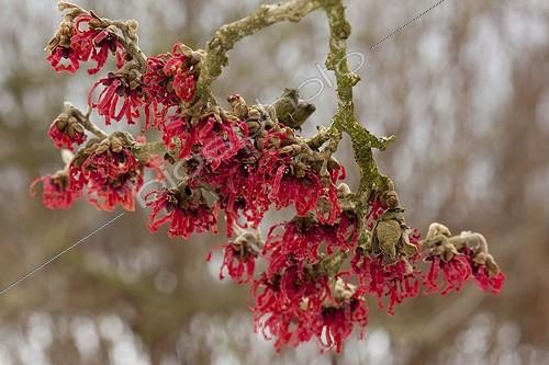 Biosphoto | 1470577 | Hamamelis 'Diane' in bloom in a garden | &copy; NouN / Biosphoto