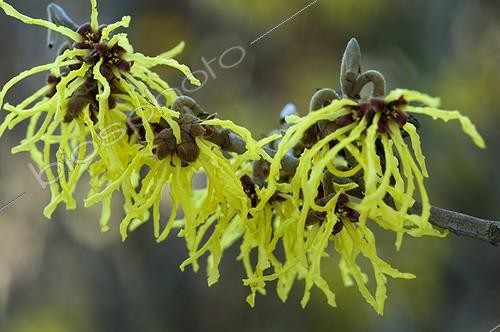 Biosphoto | 1644509 | Hamamélis du Japon 'Sulfurea' en fleur dans un jardin ; Concepteur: Pierre-Alexandre RISSER | &copy; Alexandre Petzold / Biosphoto