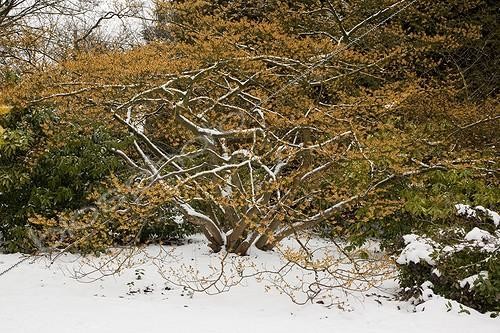 Biosphoto | 1470582 | Hamamélis en fleur sous la neige | &copy; NouN / Biosphoto