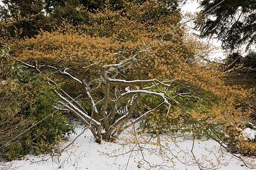 Biosphoto | 1470588 | Hamamélis en fleur sous la neige | &copy; NouN / Biosphoto