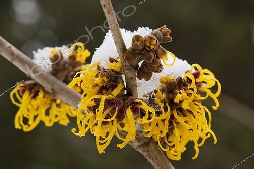 Biosphoto | 1470571 | Hamamelis 'Harlow Carr' in bloom under the snow | &copy; NouN / Biosphoto