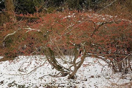 Biosphoto | 1470586 | Hamamelis 'Parasol' in bloom under the snow | &copy; NouN / Biosphoto