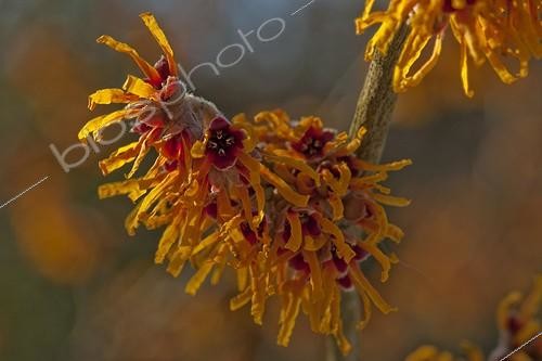 Biosphoto | 1470591 | Hamamélis 'Rochester' en fleur dans un jardin | &copy; NouN / Biosphoto