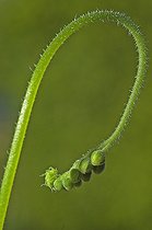 Biosphoto | 153439 | Hampe florale de Drosera  | &copy; Thierry Van Baelinghem / Biosphoto