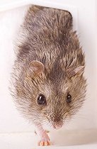 Biosphoto | 1180266 | Hamster | &copy; Alfred Schauhuber / imageBROKER / Biosphoto