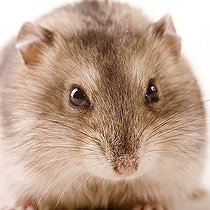 Biosphoto | 1453675 | Hamster | &copy; Alfred Schauhuber / imageBROKER / Biosphoto