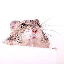 Biosphoto | 1456910 | Hamster | &copy; Alfred Schauhuber / imageBROKER / Biosphoto