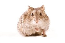 Biosphoto | 1497008 | Hamster | &copy; Alfred Schauhuber / imageBROKER / Biosphoto