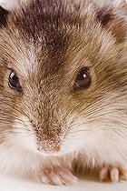 Biosphoto | 1500016 | Hamster | &copy; Alfred Schauhuber / imageBROKER / Biosphoto