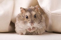Biosphoto | 1509955 | Hamster | &copy; Alfred Schauhuber / imageBROKER / Biosphoto