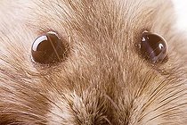 Biosphoto | 1524928 | Hamster | &copy; Alfred Schauhuber / imageBROKER / Biosphoto