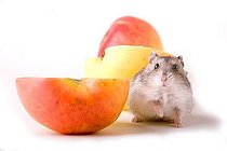 Biosphoto | 1521956 | Hamster eat apple | &copy; Alfred Schauhuber / imageBROKER / Biosphoto