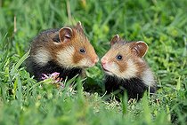 Biosphoto | 2587124 | Hamster européen (Cricetus cricetus), jeunes dans une prairie, Autriche | &copy; Frédéric Desmette / Biosphoto