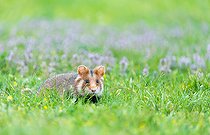 Biosphoto | 2587119 | Hamster européen (Cricetus cricetus) marchant dans une prairie, Autriche | &copy; Frédéric Desmette / Biosphoto