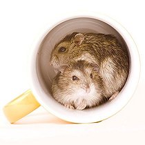 Biosphoto | 1524954 | Hamster in a cup | &copy; Alfred Schauhuber / imageBROKER / Biosphoto