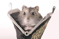 Biosphoto | 1180259 | Hamster in a purse | &copy; Alfred Schauhuber / imageBROKER / Biosphoto