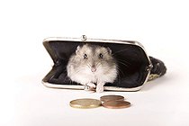 Biosphoto | 1180261 | Hamster in a purse | &copy; Alfred Schauhuber / imageBROKER / Biosphoto