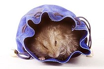 Biosphoto | 1180262 | Hamster in a purse | &copy; Alfred Schauhuber / imageBROKER / Biosphoto