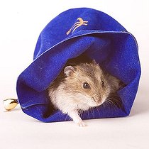Biosphoto | 1180263 | Hamster in a purse | &copy; Alfred Schauhuber / imageBROKER / Biosphoto