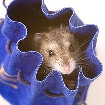 Biosphoto | 1508222 | Hamster in a purse | &copy; Alfred Schauhuber / imageBROKER / Biosphoto