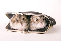 Biosphoto | 1511304 | Hamster in a purse | &copy; Alfred Schauhuber / imageBROKER / Biosphoto
