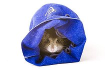 Biosphoto | 1512894 | Hamster in a purse | &copy; Alfred Schauhuber / imageBROKER / Biosphoto