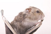 Biosphoto | 1525511 | Hamster in a purse | &copy; Alfred Schauhuber / imageBROKER / Biosphoto