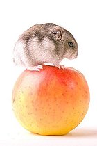 Biosphoto | 1453533 | Hamster on a apple | &copy; Alfred Schauhuber / imageBROKER / Biosphoto