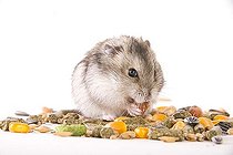 Biosphoto | 1180254 | Hamster with food | &copy; Alfred Schauhuber / imageBROKER / Biosphoto