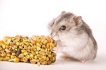 Biosphoto | 1180256 | Hamster with food | &copy; Alfred Schauhuber / imageBROKER / Biosphoto