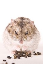 Biosphoto | 1451628 | Hamster with food | &copy; Alfred Schauhuber / imageBROKER / Biosphoto