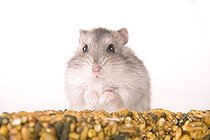 Biosphoto | 1507362 | Hamster with food | &copy; Alfred Schauhuber / imageBROKER / Biosphoto