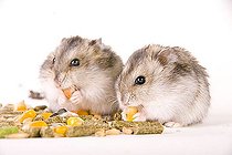Biosphoto | 1510966 | Hamster with food | &copy; Alfred Schauhuber / imageBROKER / Biosphoto