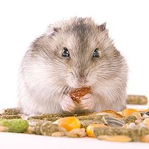 Biosphoto | 1511854 | Hamster with food | &copy; Alfred Schauhuber / imageBROKER / Biosphoto