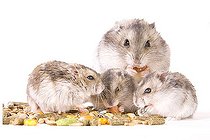 Biosphoto | 1519786 | Hamster with food | &copy; Alfred Schauhuber / imageBROKER / Biosphoto