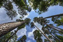 Biosphoto | 2544885 | Hanau Scots pine in the Northern Vosges. The Hanau Scots pine is a local variety (ecotype) of Pinus sylvestris, with a very straight and slender trunk, found in the Bitche region (Moselle) and the forests of the Vosges du Nord regional nature park. France | &copy; Jean-Philippe Delobelle / Biosphoto