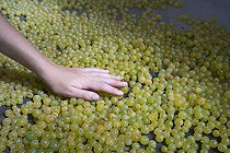 Biosphoto | 2588059 | Hand delicately arranging the white muscat grapes left to dry in order to make raisins in an artisanal way on the island of Barthelasse in Avignon, France on August 17, 2024. Main disposant delicatement les grains de raisins blanc muscat mis a secher afin de fabriquer des raisins secs de facon artisanal sur l'ile de la Barthelasse a Avignon, France le 17 aout 2024. | &copy; Antoine Boureau / Biosphoto