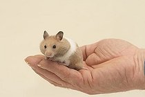 Biosphoto | 1450966 | Hand holding a small golden hamster | &copy; Caroline Brinkmann / imageBROKER / Biosphoto