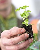 Biosphoto | 1091898 | Hand holding parsley plug | &copy; Visions Botanical / Visions Pictures / Biosphoto