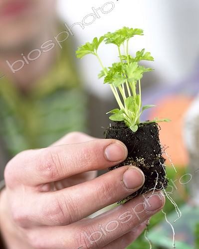 Biosphoto | 1091898 | Hand holding parsley plug | &copy; Visions Botanical / Visions Pictures / Biosphoto
