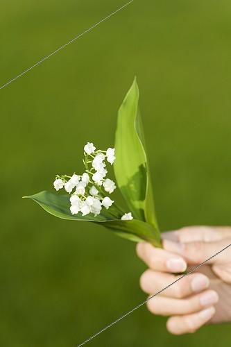 Biosphoto | 337977 | Hand woman holding a bouquet of spring thrush | &copy; Frédérique Bidault / Biosphoto