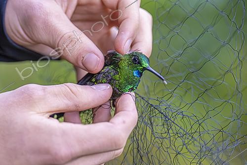 Biosphoto | 2628075 | Handling a hummingbird caught in a net in Ecuador. | &copy; Vincent Premel / Biosphoto