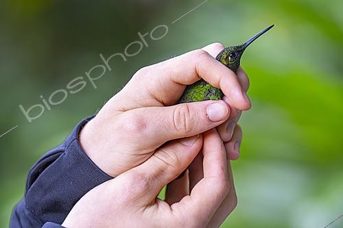 Biosphoto | 2628076 | Handling a hummingbird in Ecuador. | &copy; Vincent Premel / Biosphoto