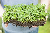 Biosphoto | 2546787 | Hands holding a patch of clover: creeping clover can be laid in a patch like grass. | &copy; Jean-Michel Groult / Biosphoto