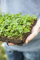 Biosphoto | 2546788 | Hands holding a patch of clover: creeping clover can be laid in a patch like grass. | &copy; Jean-Michel Groult / Biosphoto