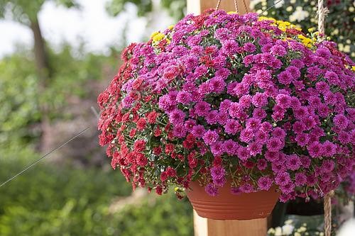 Biosphoto | 2451847 | Hanging basket with Chrysanthemum 'Garden Mum' | &copy; ~Royal van Zanten / Visions Pictures / Biosphoto