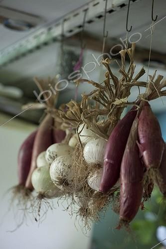 Biosphoto | 1200887 | Hanging Gardens onions workers Aygalades Marseille France | &copy; Philippe Giraud / Biosphoto